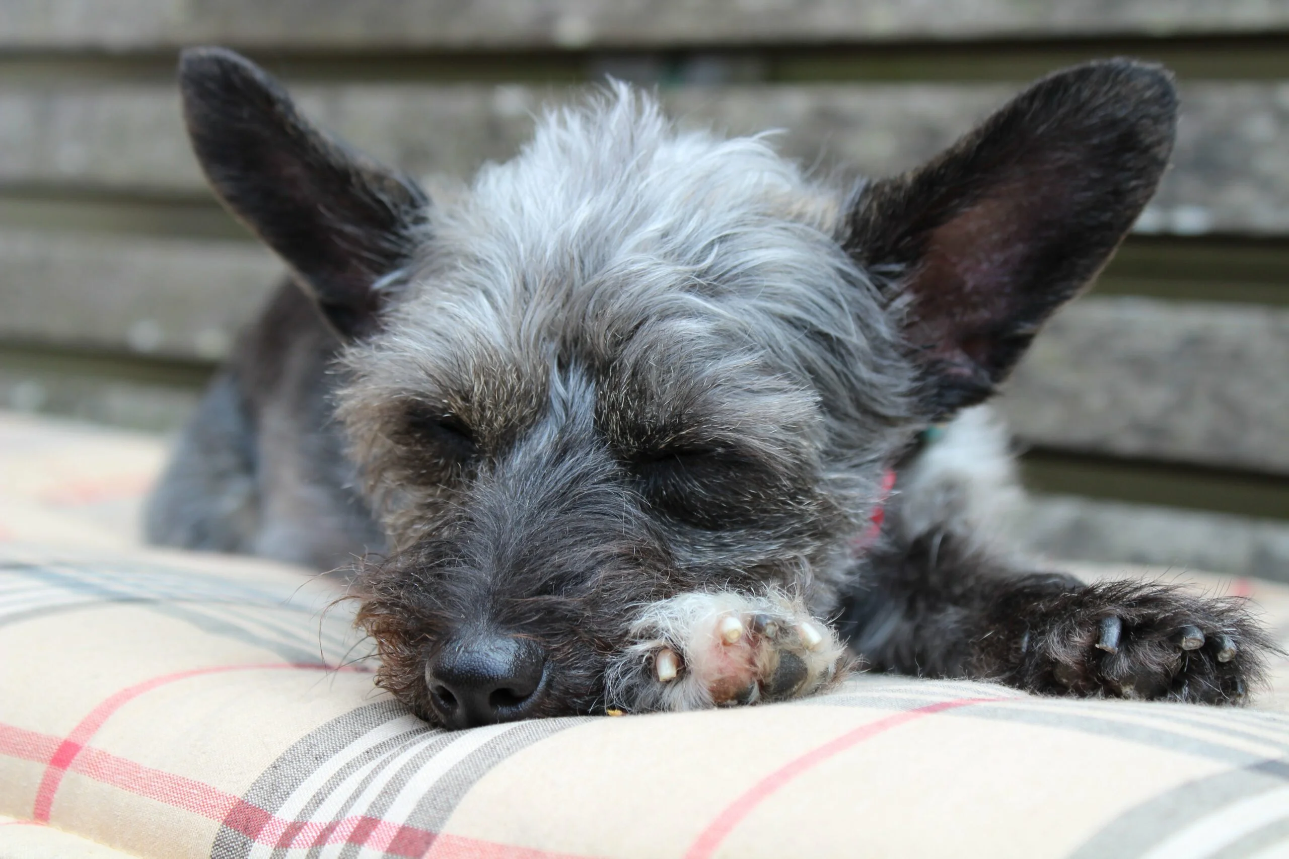 foto Perro de raza Jack-A-Poo