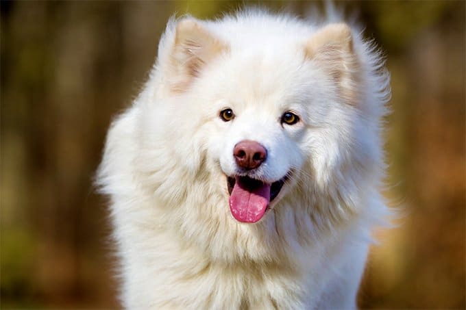 foto Perro de raza laphund finlandés