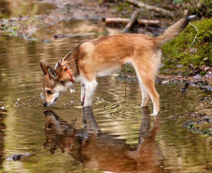 foto Perro de raza Lundehund noruego