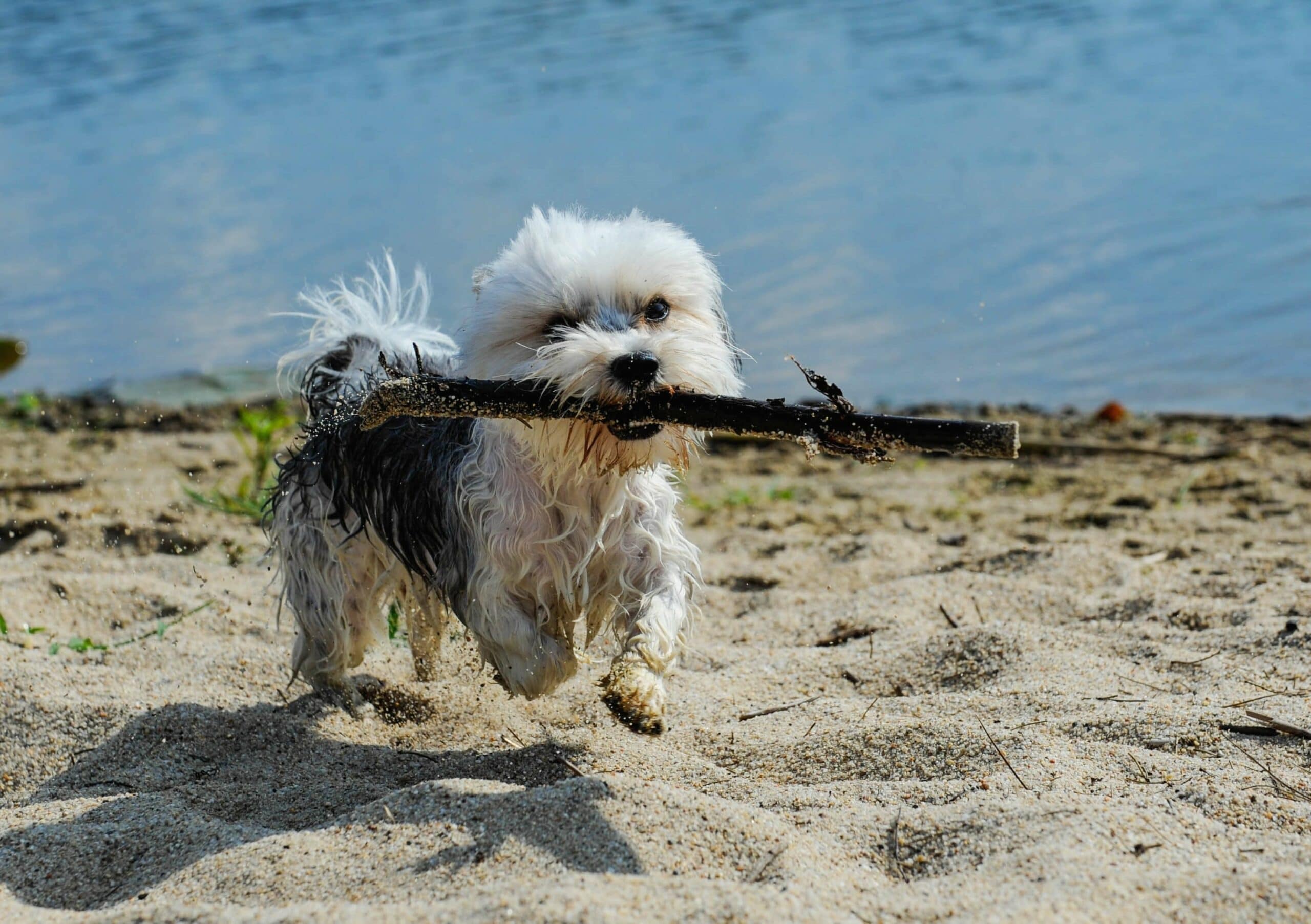 foto Perro de raza Morkie