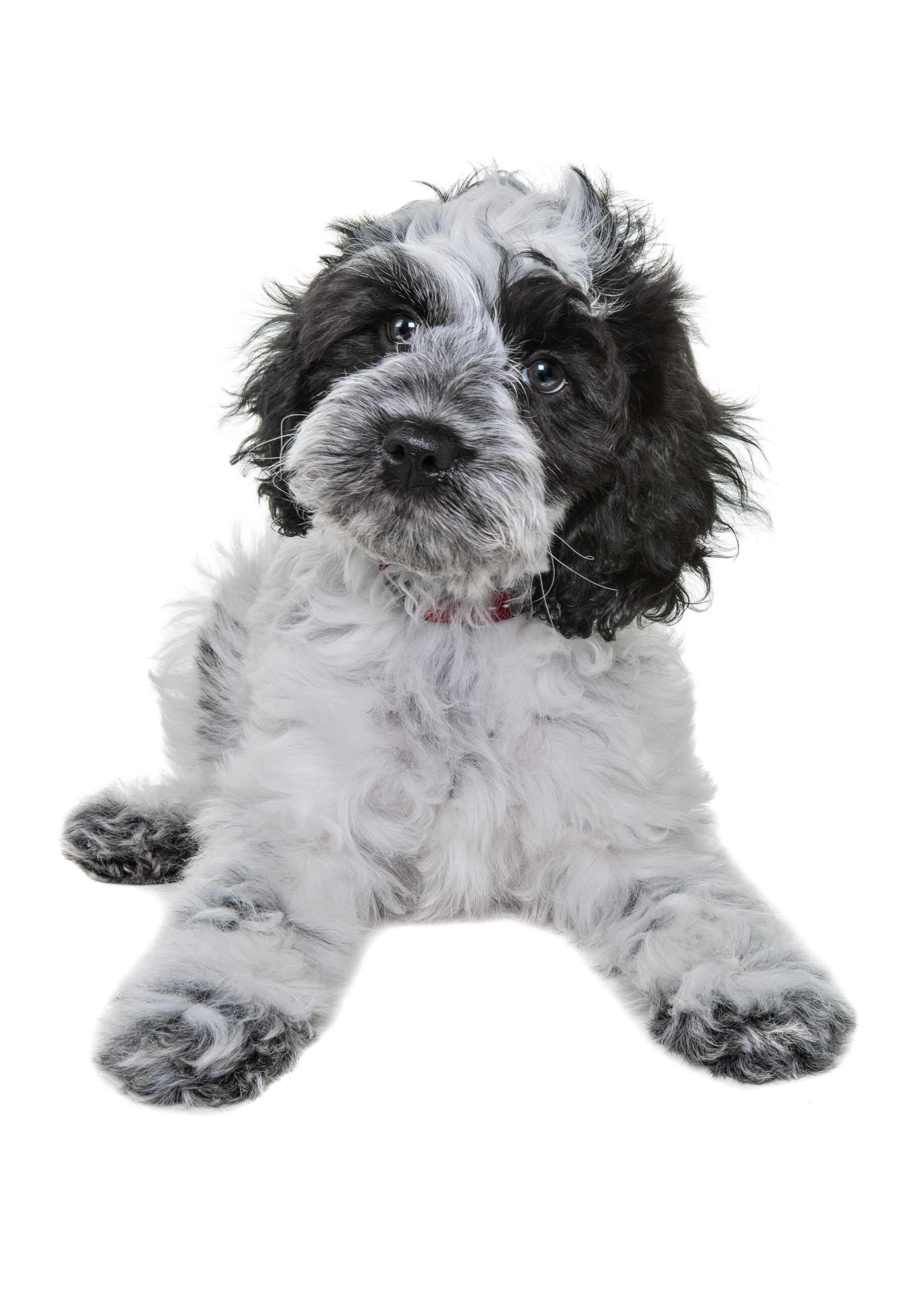 foto Perro de raza Papipoo