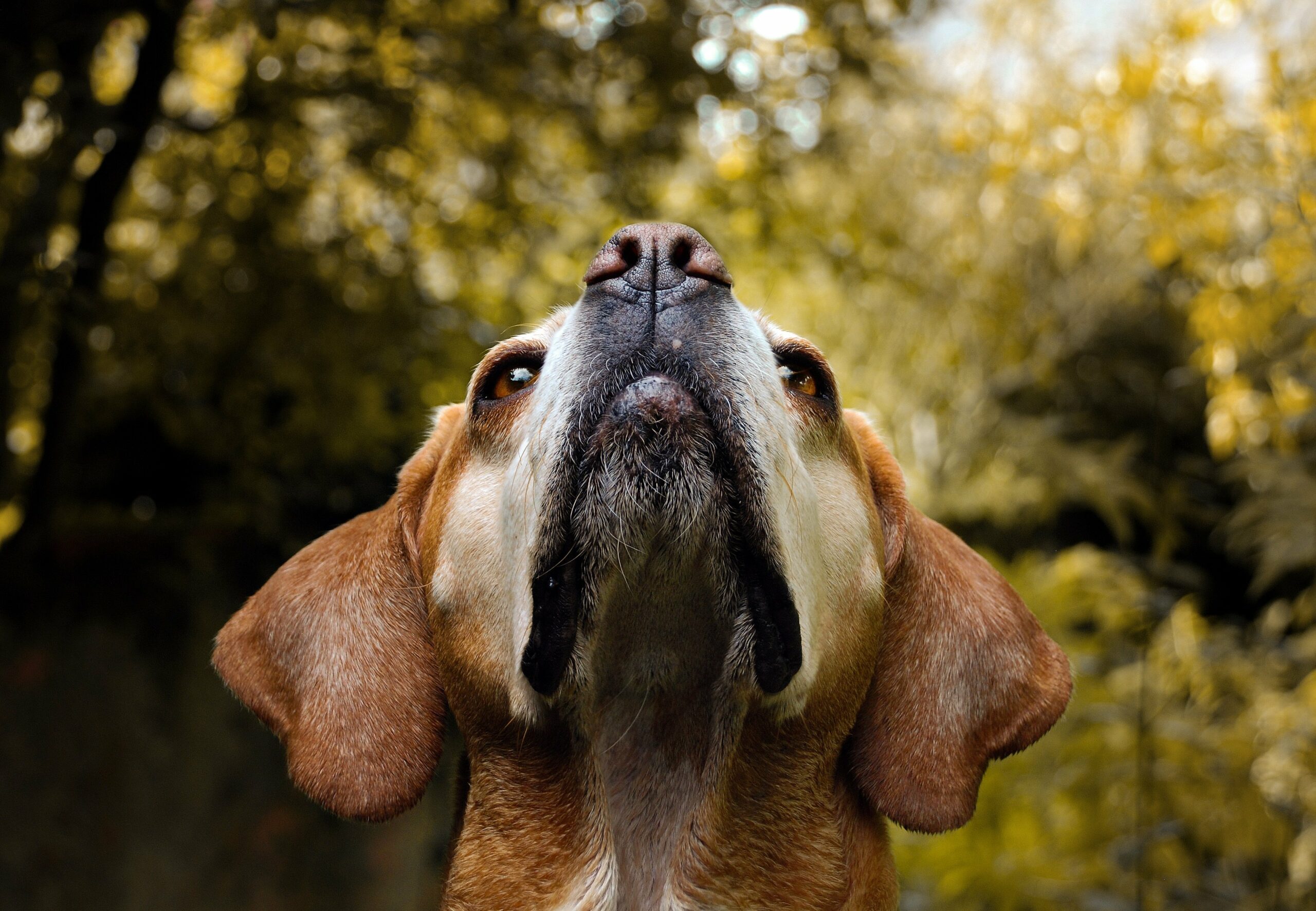 foto Perro de raza portuguesa