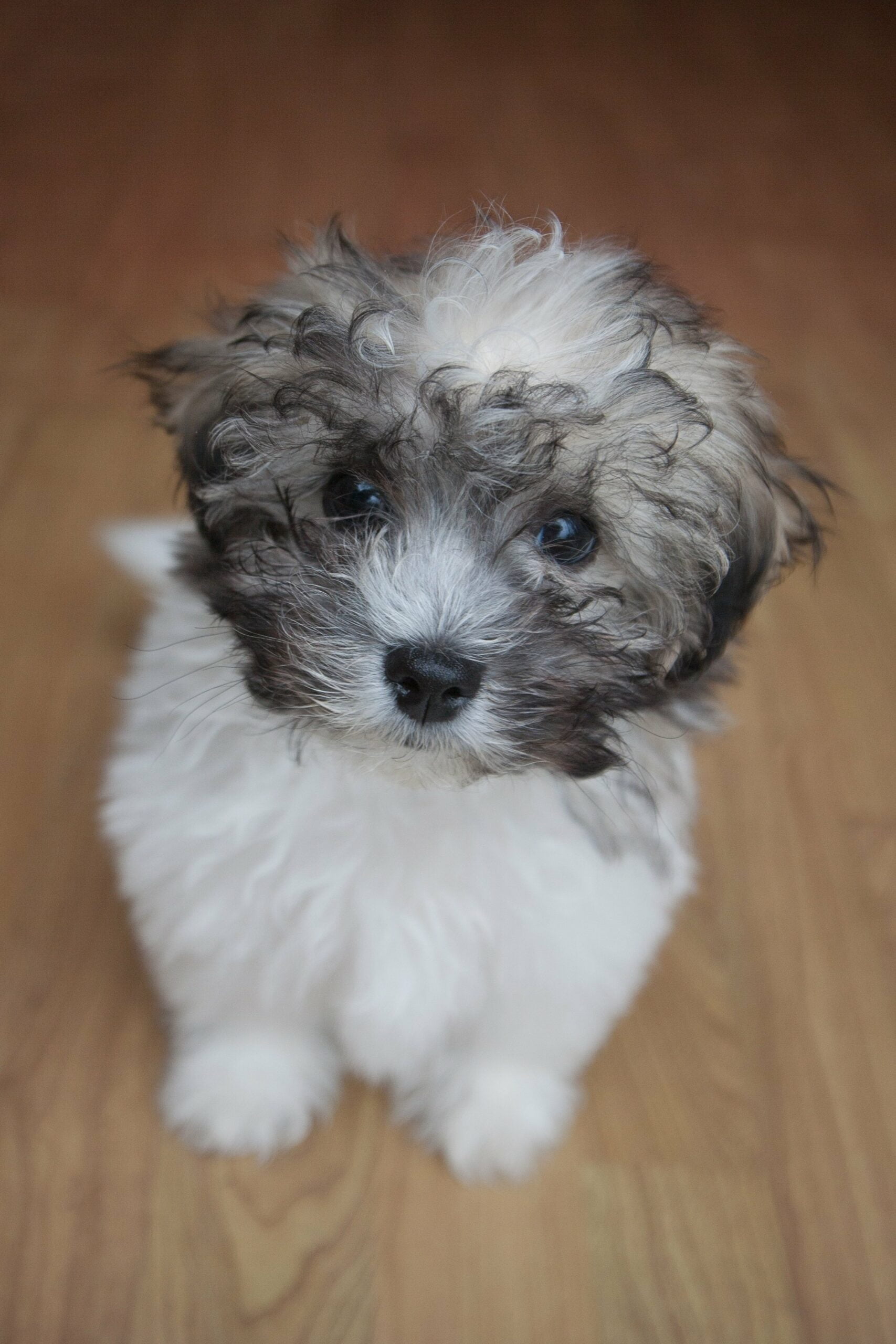 foto Perro de raza Shichon