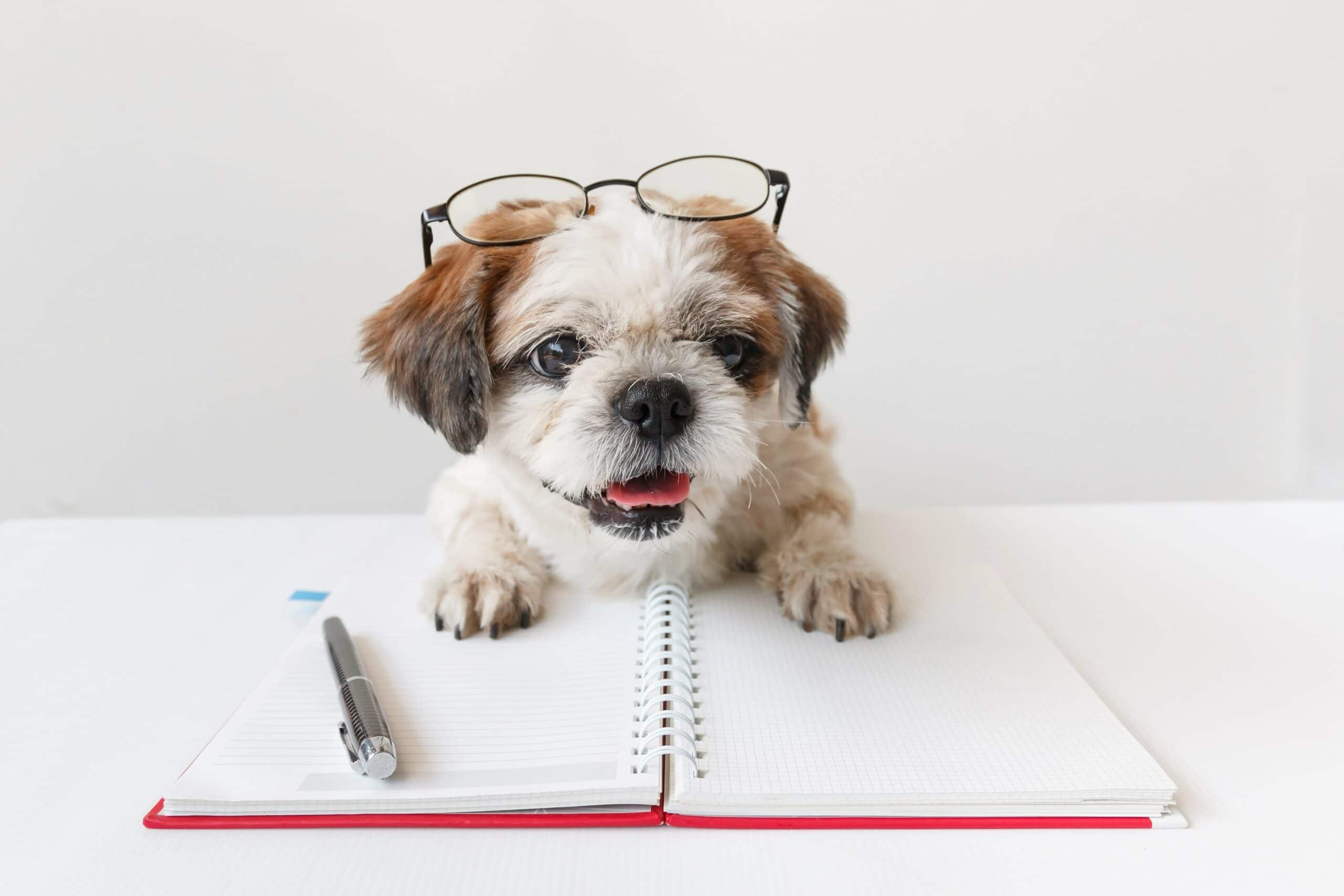 foto Perro de raza Shih-Poo
