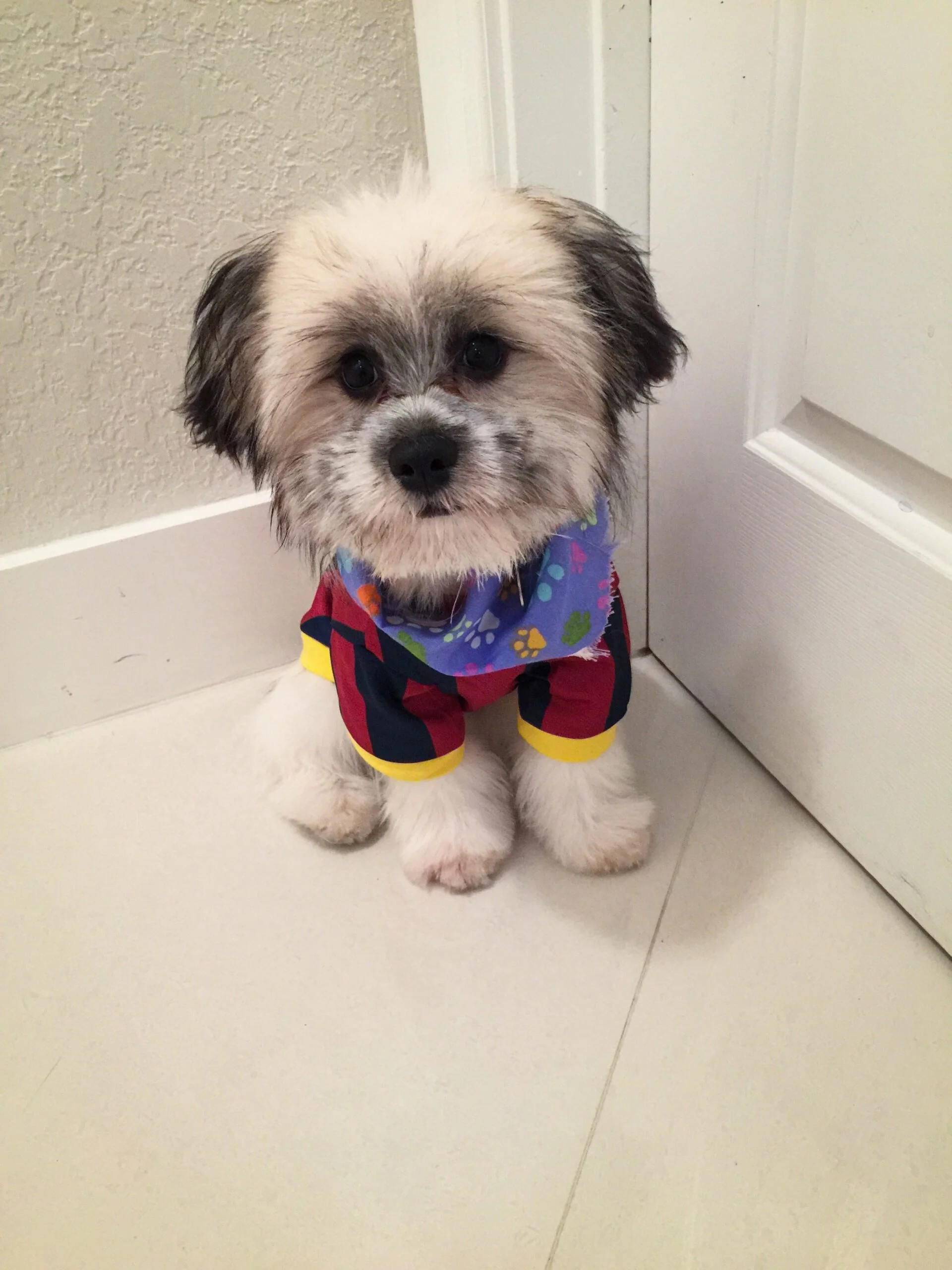 foto Perro de raza Shiranian