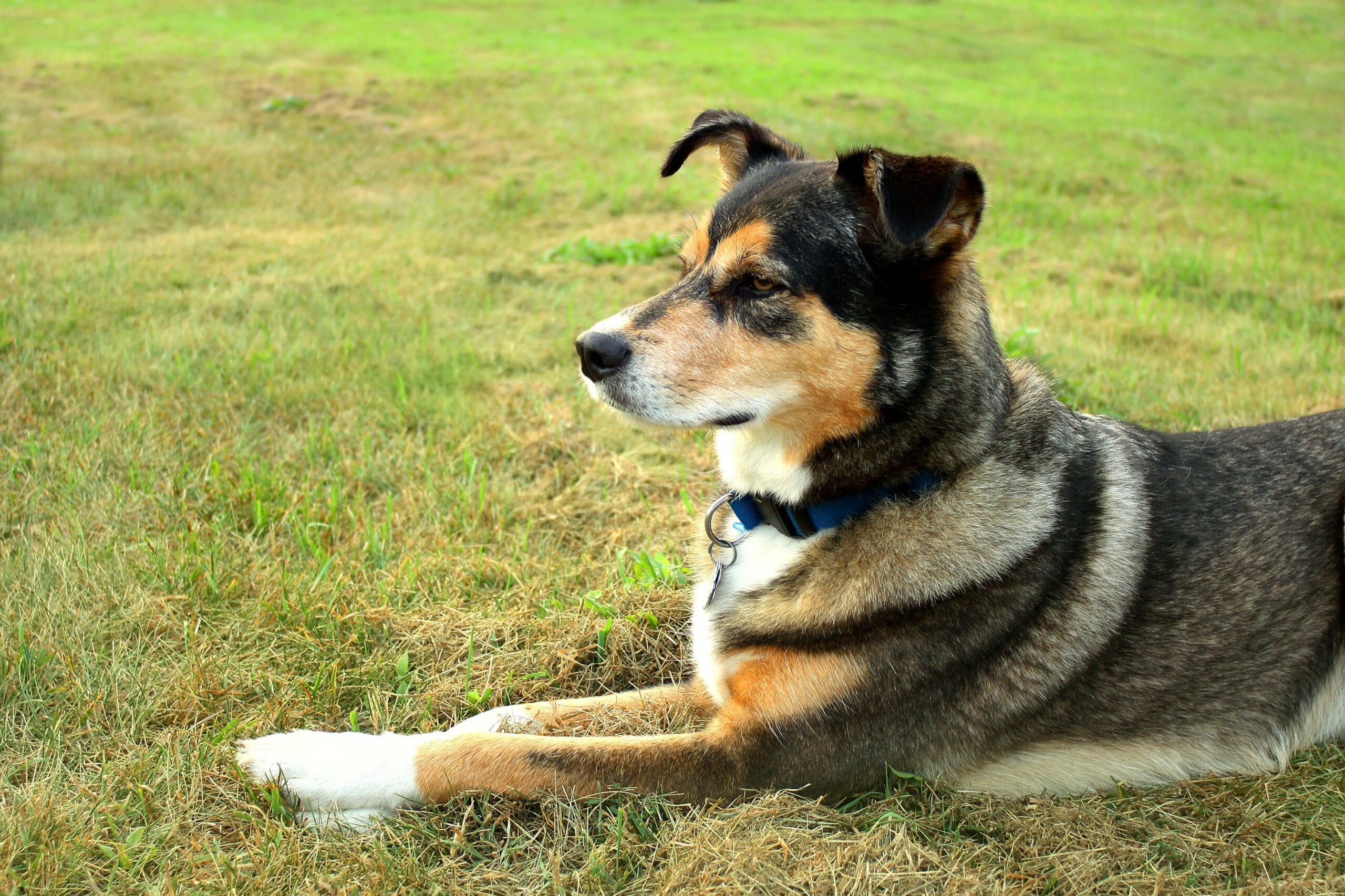 foto Perro de raza Shollie