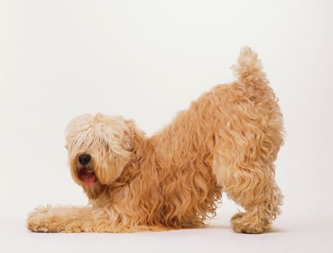 Perro de raza Soft Coated Wheaten Terrier