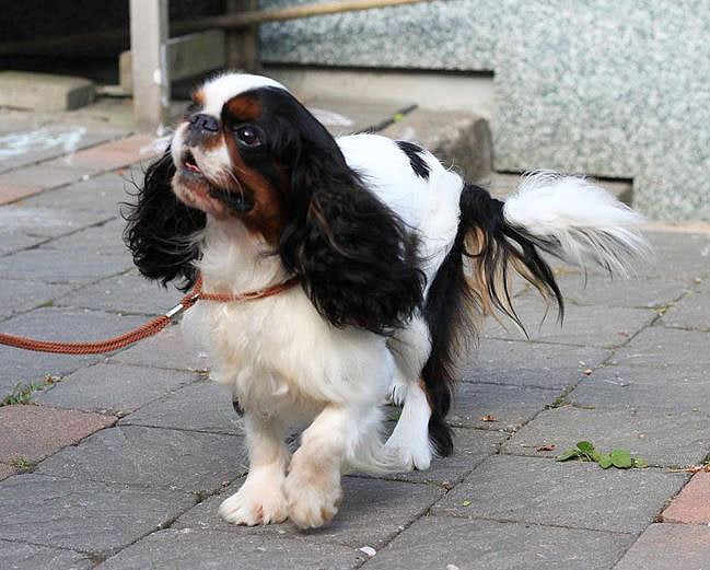 foto Perro de raza Toy Spaniel Inglés