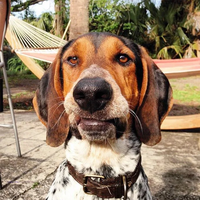 foto Perro de raza Walker Coonhound