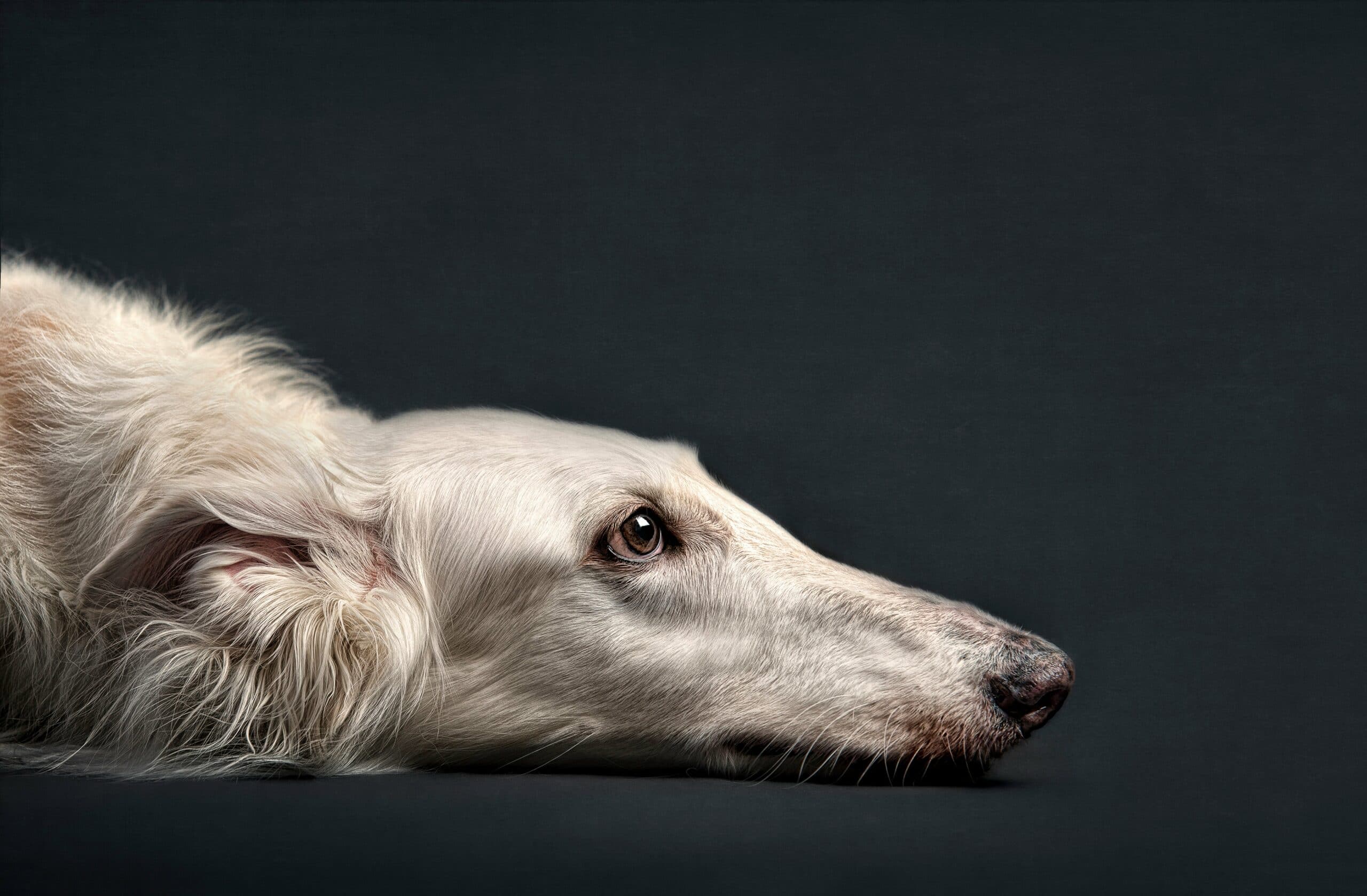 foto Perro de raza Windhound de Siberia