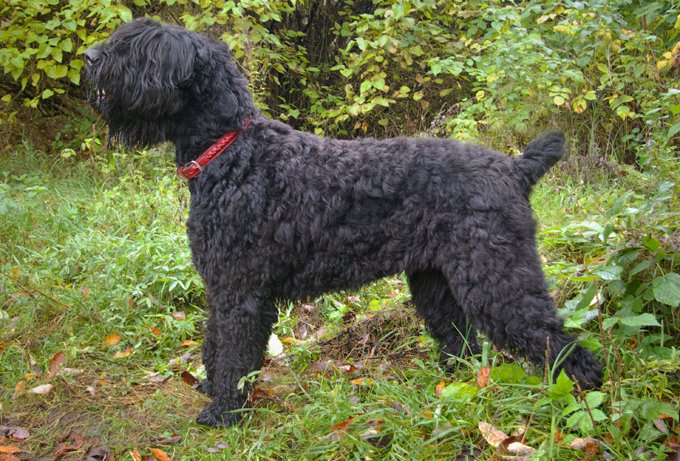Perro de Terrier Ruso Negro