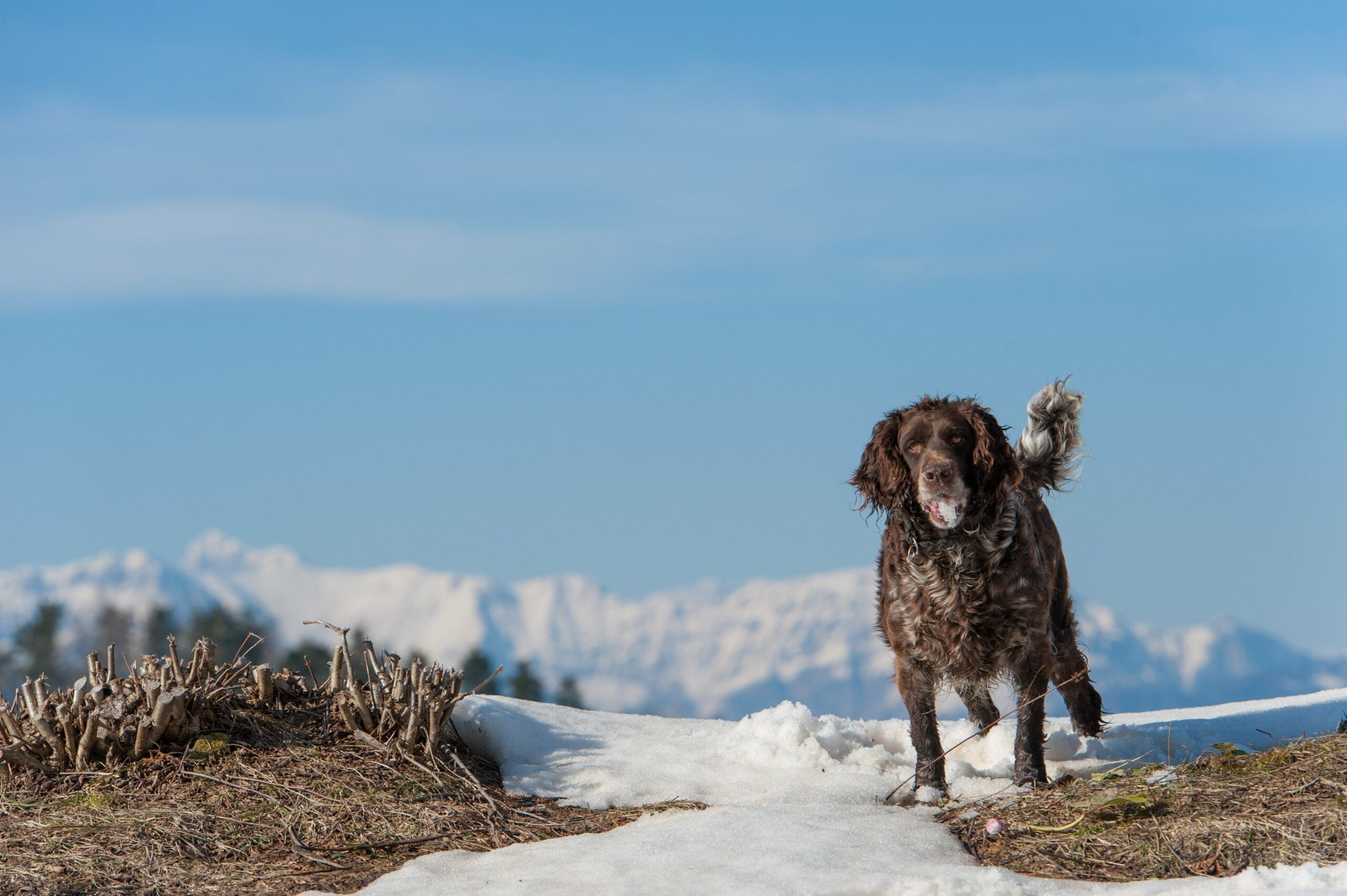 foto Perro Deutscher Wachtelhund