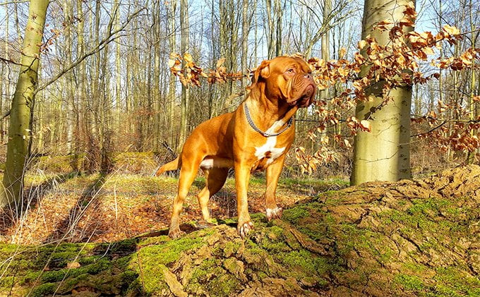 foto Perro Dogo de Burdeos