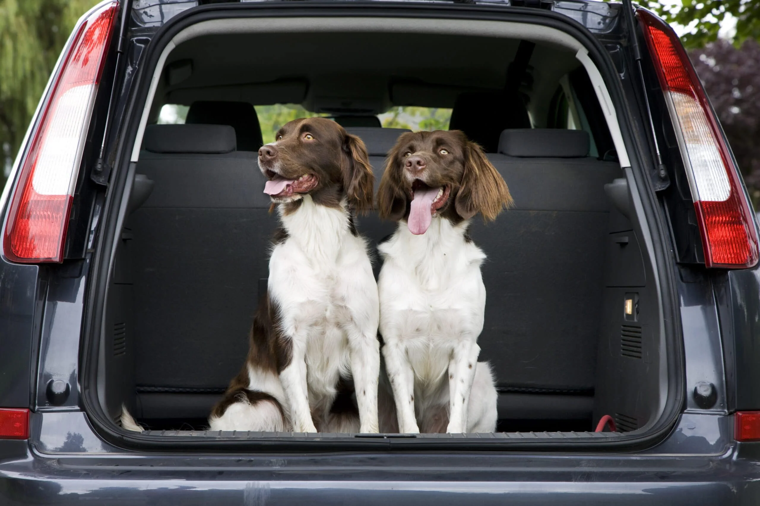 foto Perro Drentsche Patrijshond