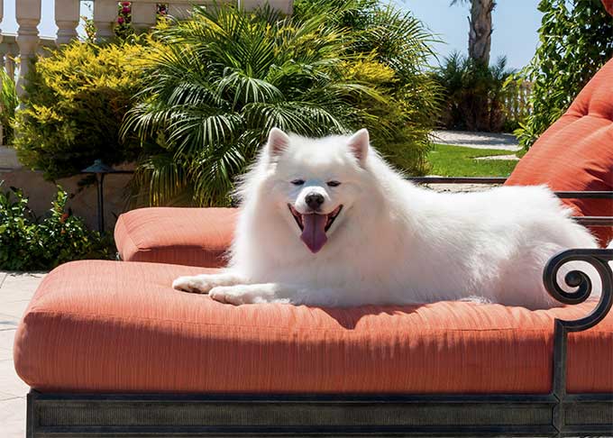 foto Perro Esquimal Americano