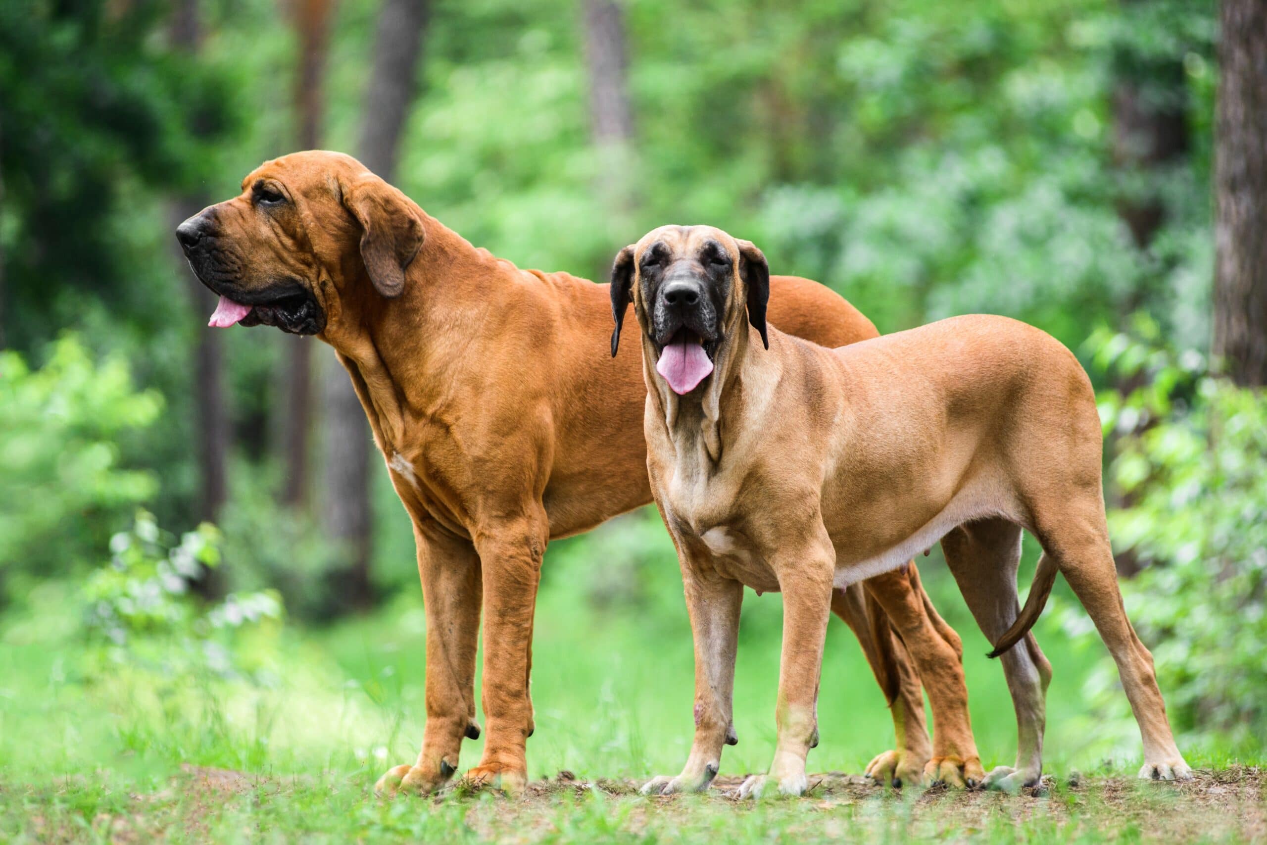 foto Perro Fila Brasileño