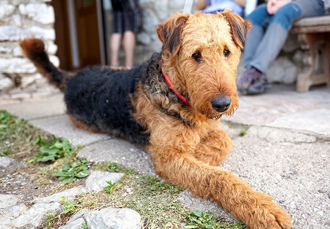 foto Perro Fox Terrier