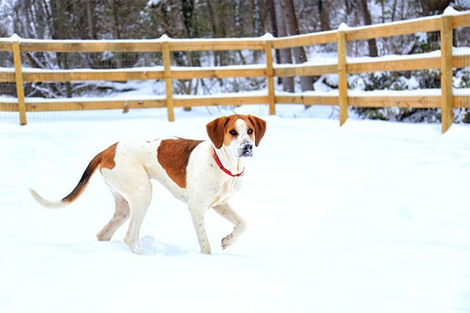 foto Perro Foxhound Americano