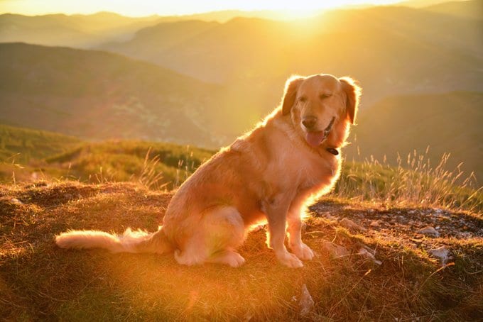 foto Perro Golden Retriever