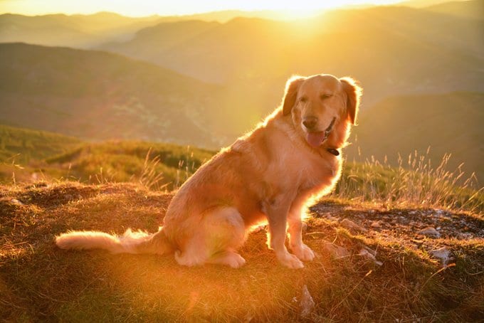 foto Perro Golden Retriever