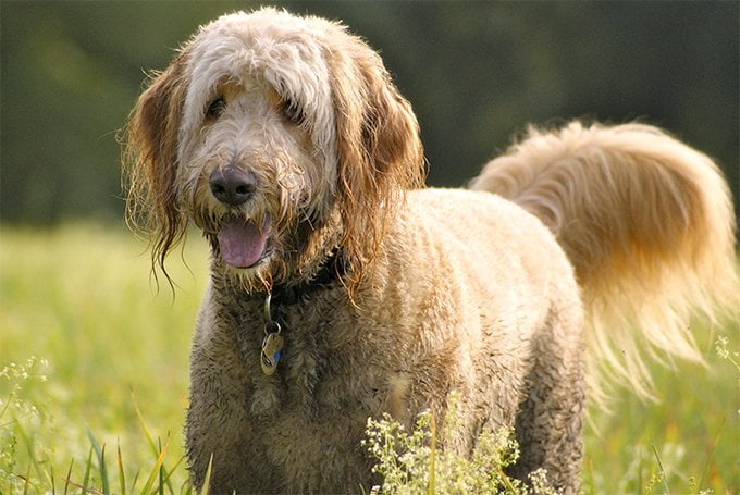 foto Perro Goldendoodle