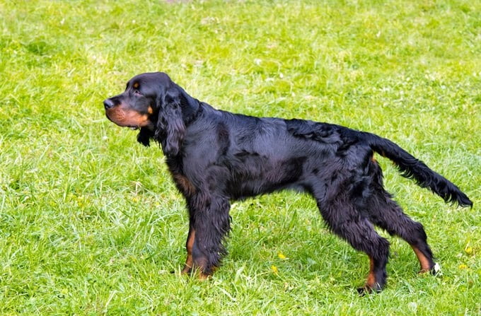 foto Perro Gordon Setter