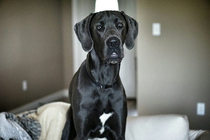 foto Perro Gran Danés