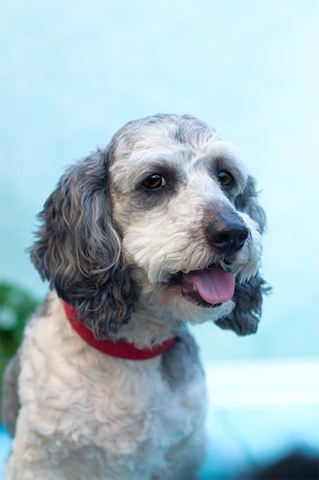 foto Perro híbrido de Schnoodle