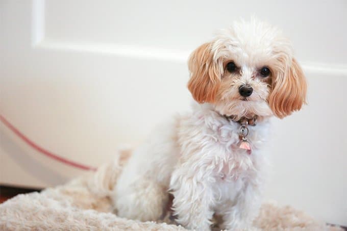 foto Perro Híbrido Maltipoo