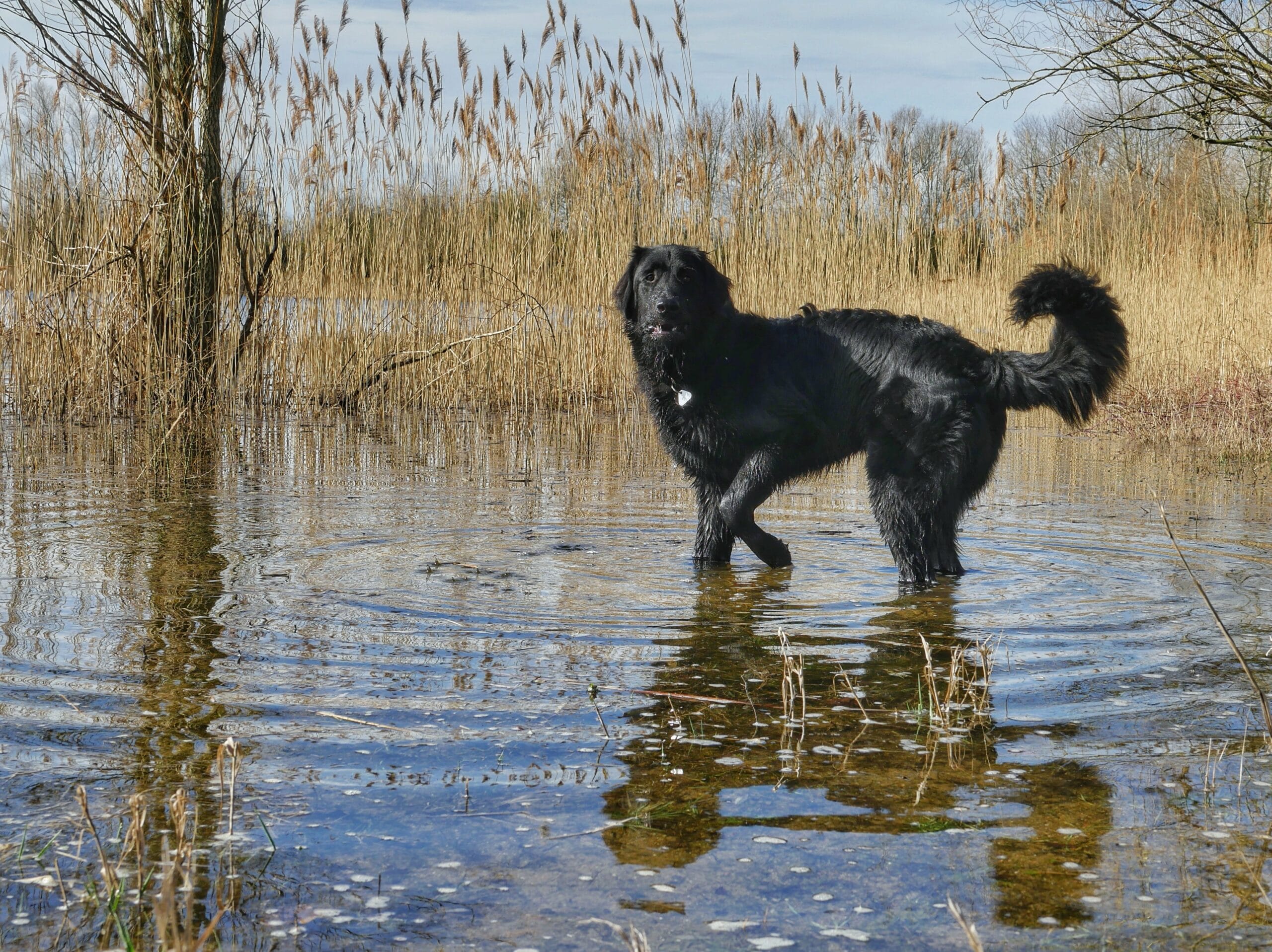 foto Perro Hovawart