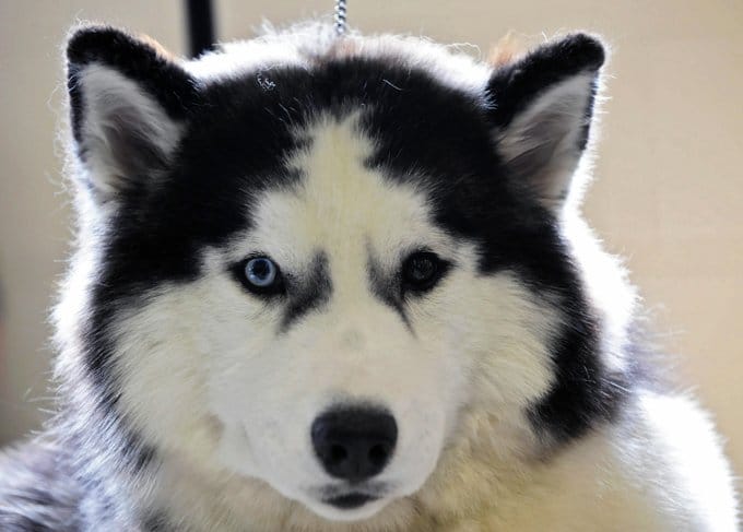 foto Perro Husky Siberiano