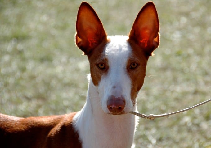 foto Perro ibicenco