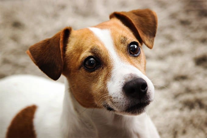 foto Perro Jack Russell Terrier