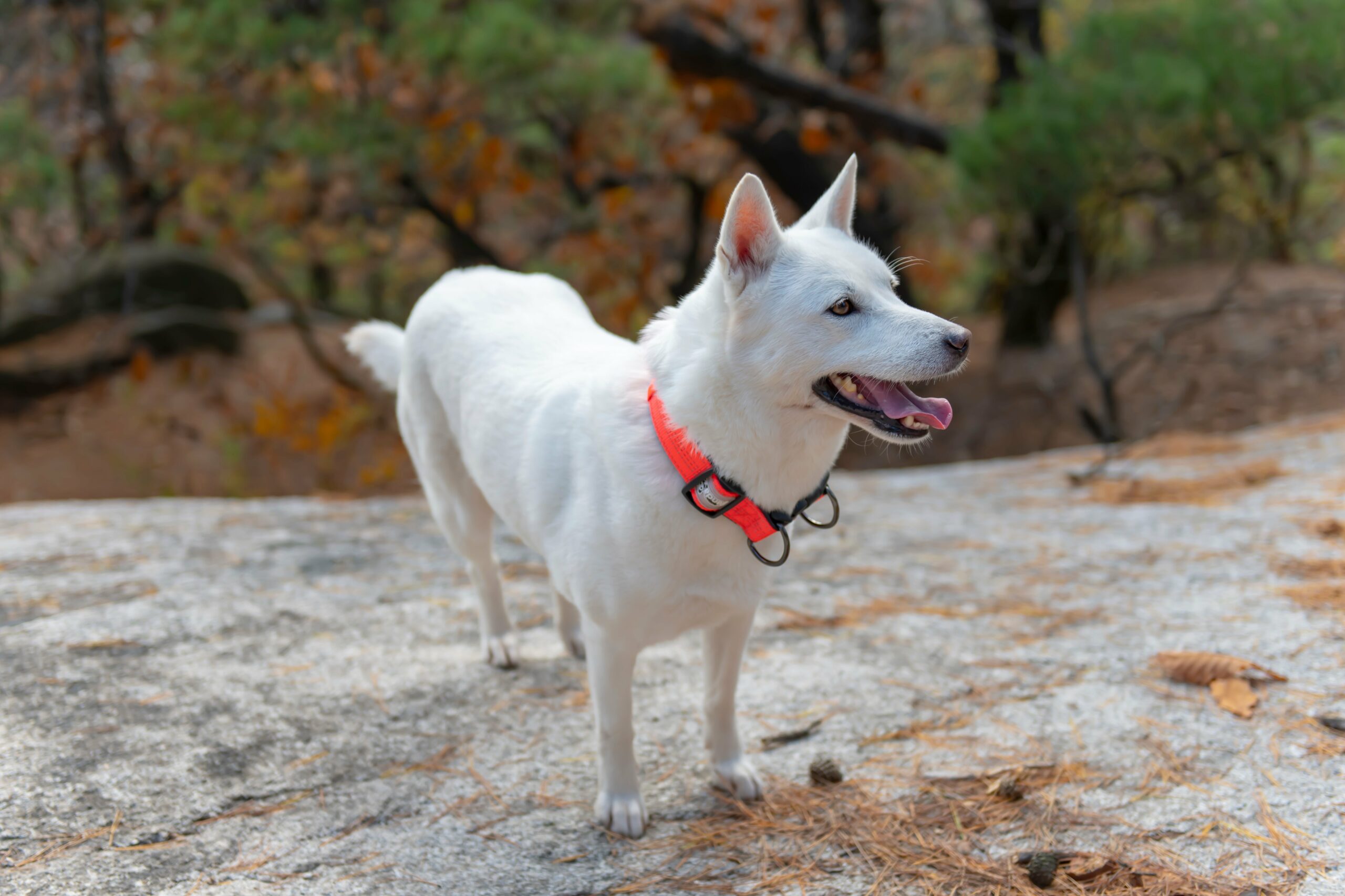 foto Perro Jindo Coreano