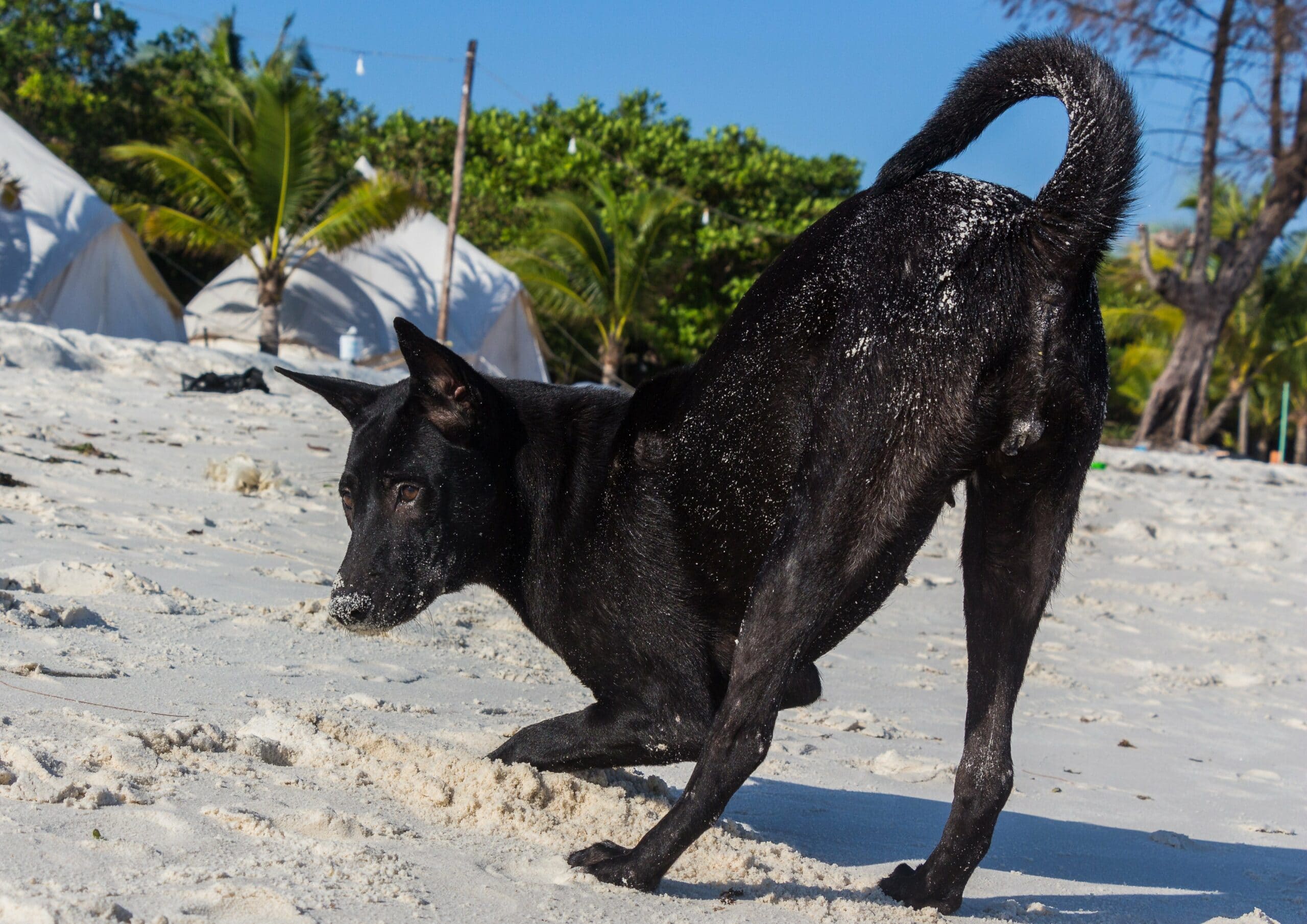 foto Perro Kai Ken