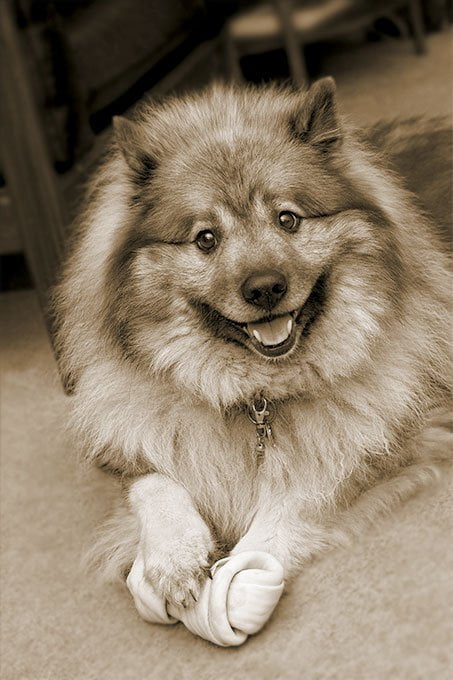 foto Perro Keeshond