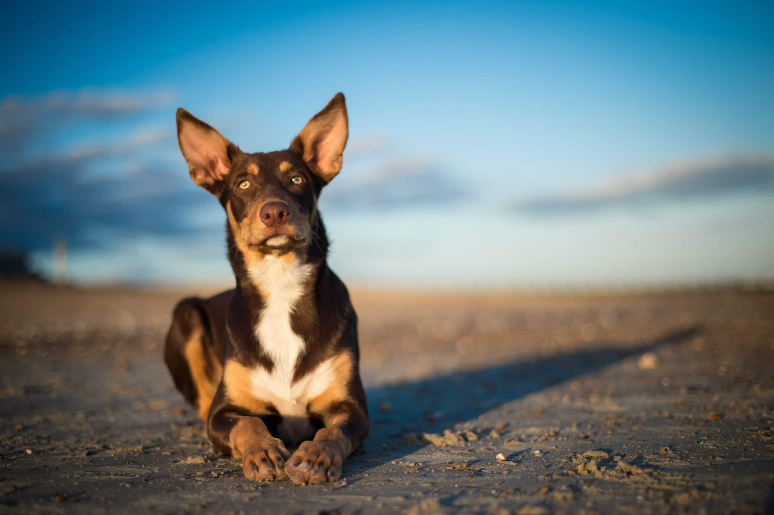 foto Perro Kelpie Australiano