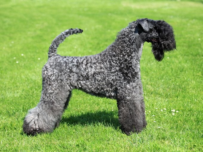 foto Perro Kerry Blue Terrier