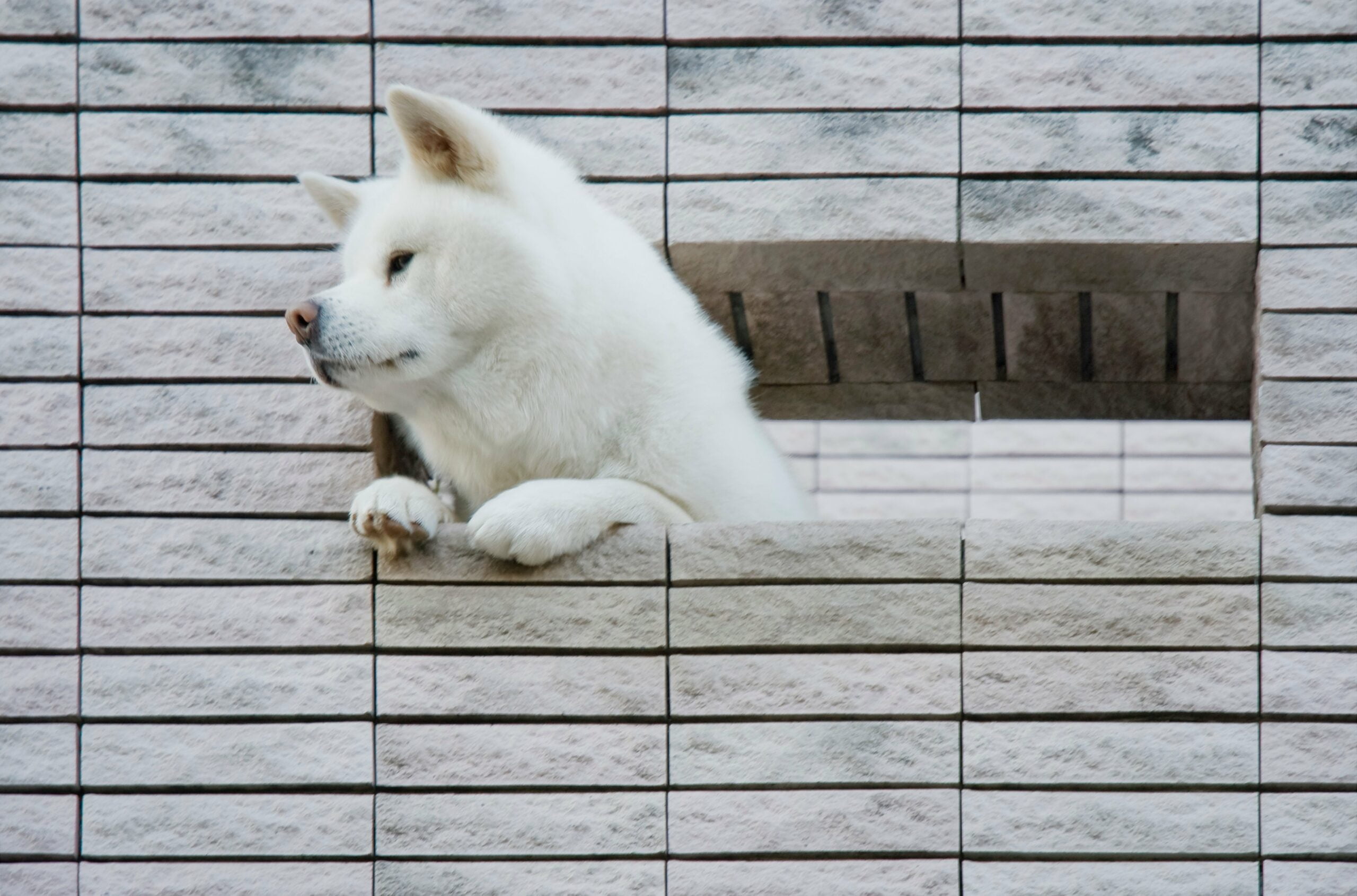 foto Perro Kishu Ken