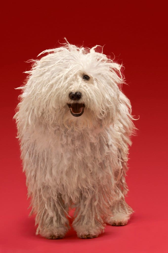 foto Perro Komondor
