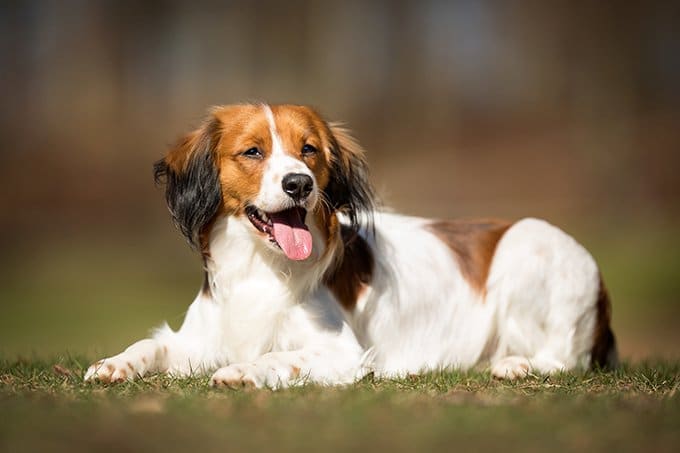 foto Perro Kooikerhondje