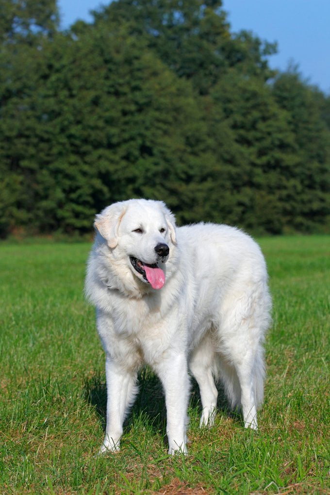 foto Perro Kuvasz