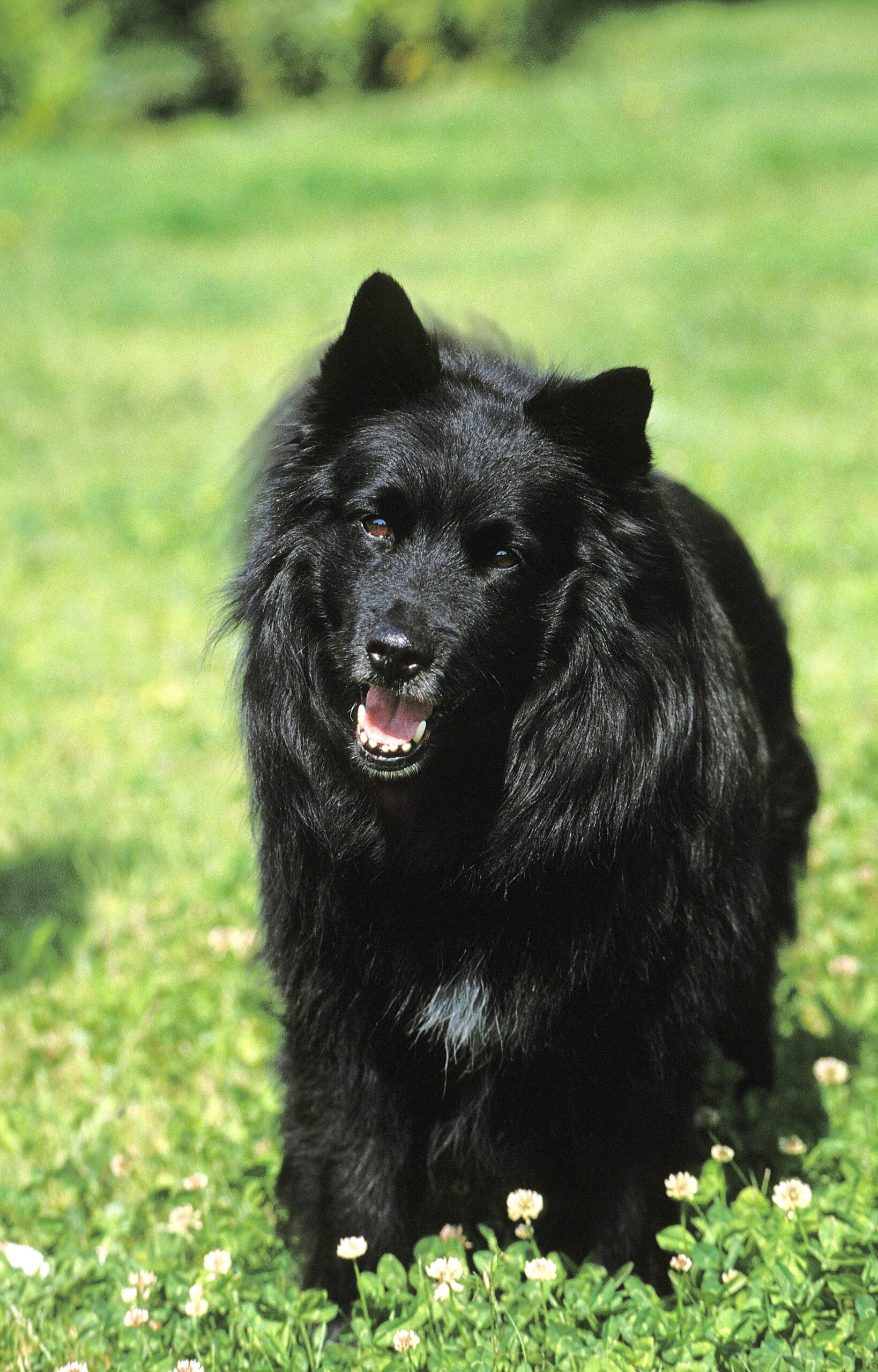foto Perro Lappund Sueco