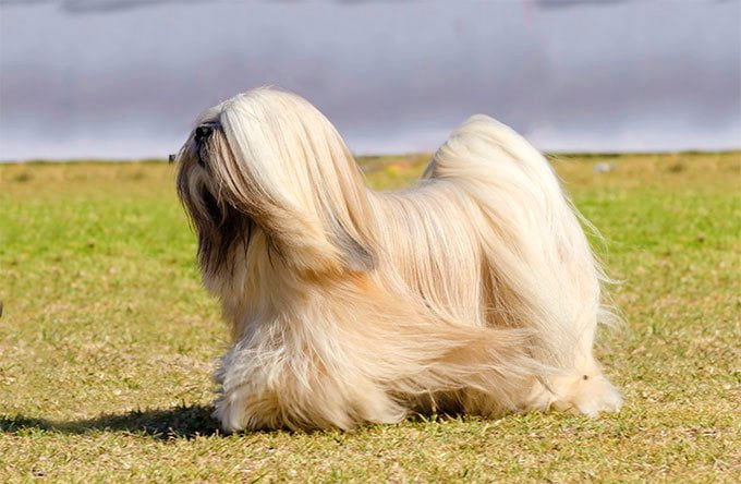 foto Perro Lhasa Apso