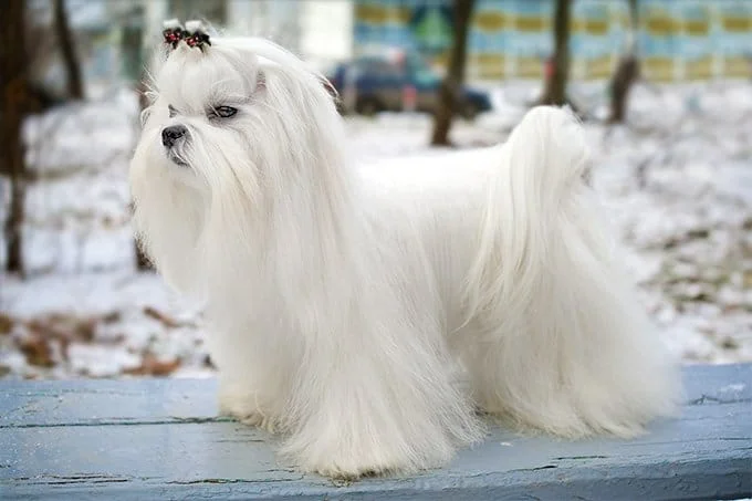 foto Perro Maltés