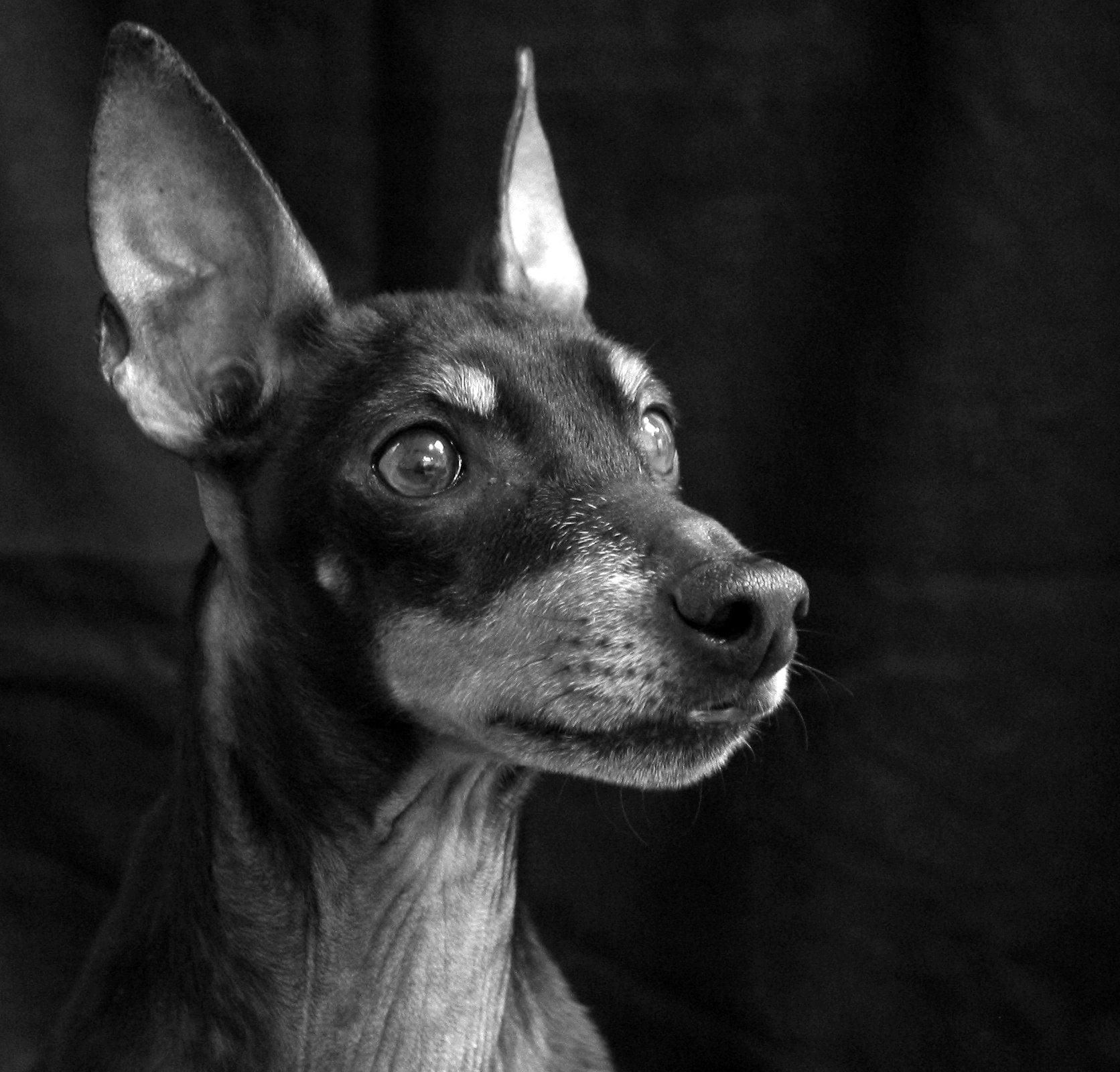 foto Perro Manchester Terrier