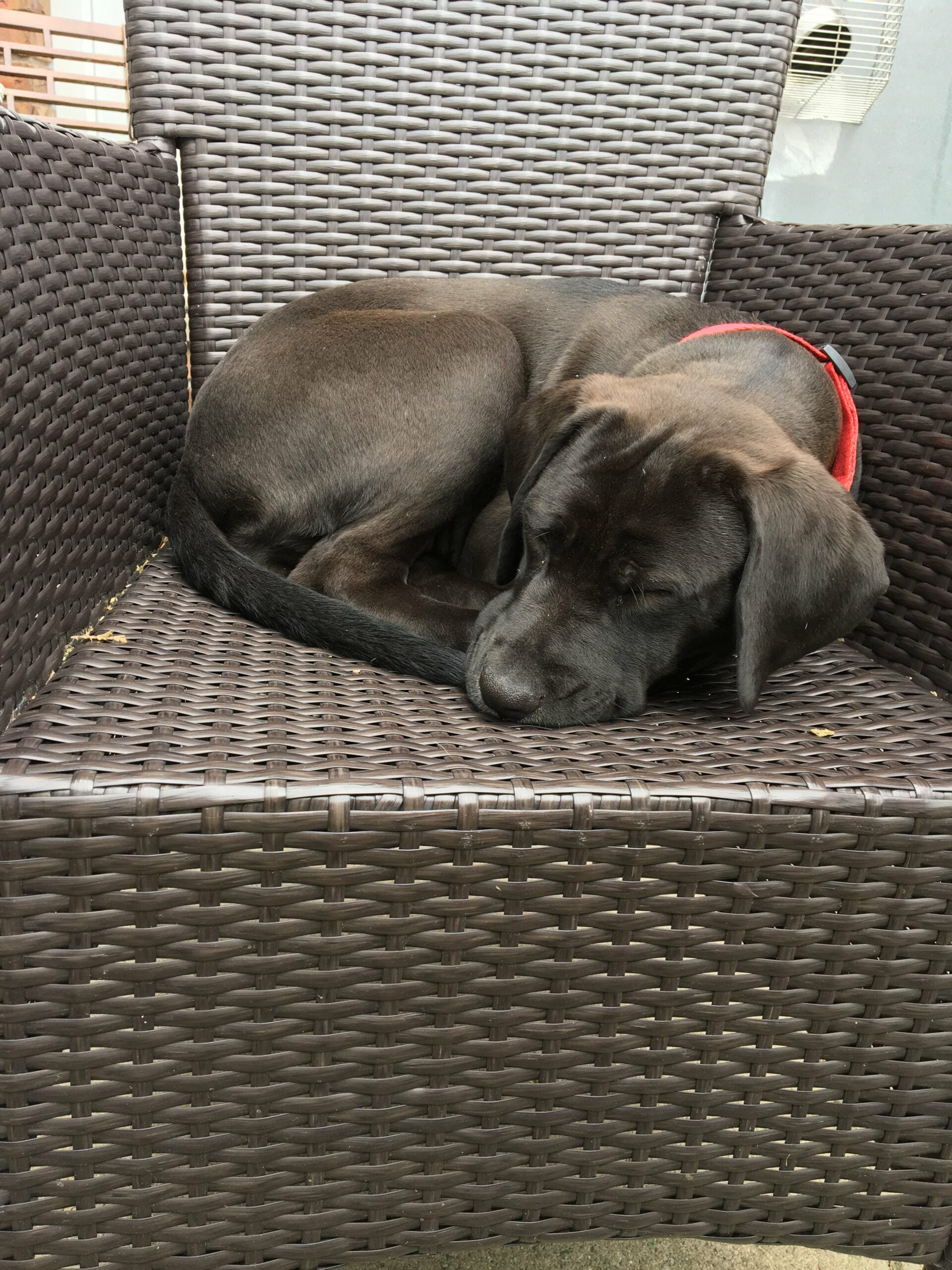 foto Perro Mastador Labmaraner Mixto