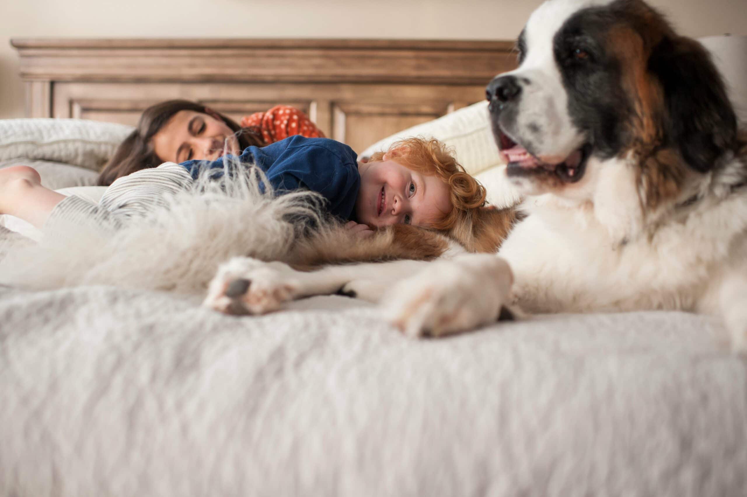 foto Perro Mastín de los Pirineos