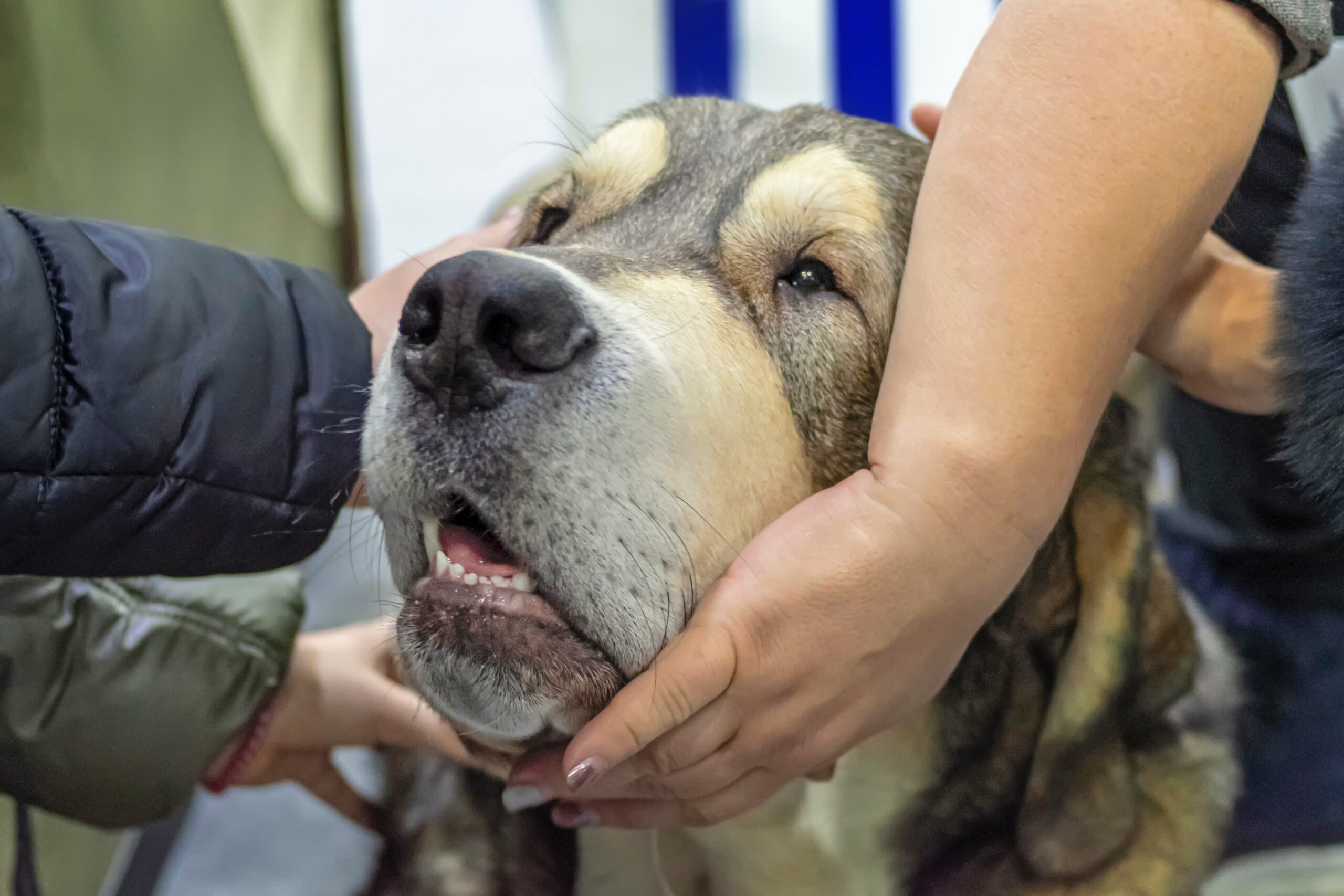 foto Perro Mastín Español