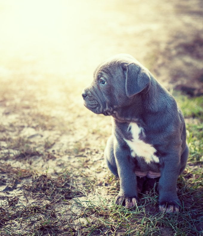 foto Perro Mastín Napolitano